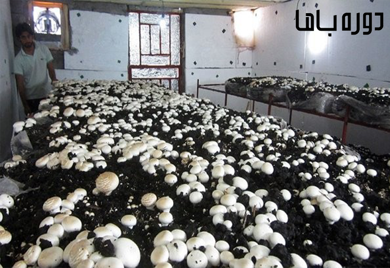 بازار کار پرورش قارچ