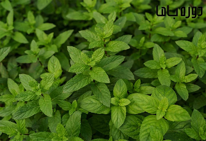 تاثیر نعناع در لاغری
